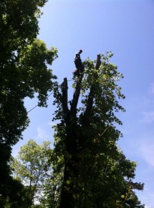 Our Climber - On Call Tree Service - Chattanooga Tree Service, Pruning, and stump removal