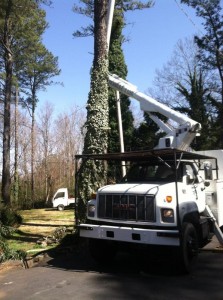 Tree Service Chattanooga