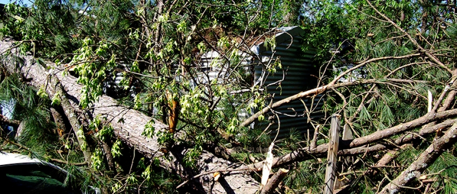 Tree Service in Chattanooga