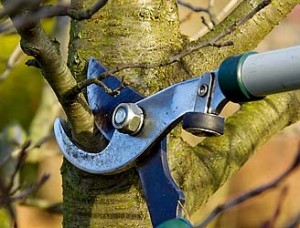 Tree pruning and trimming in Chattanooga and North Georgia
