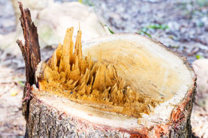 Tree Stump Removal Chattanooga