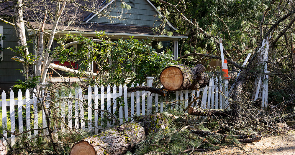 chattanooga tree service